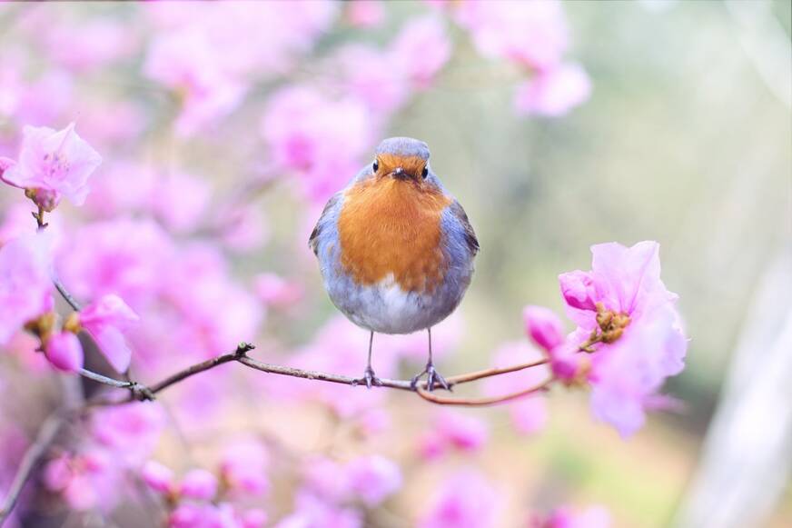 printemps