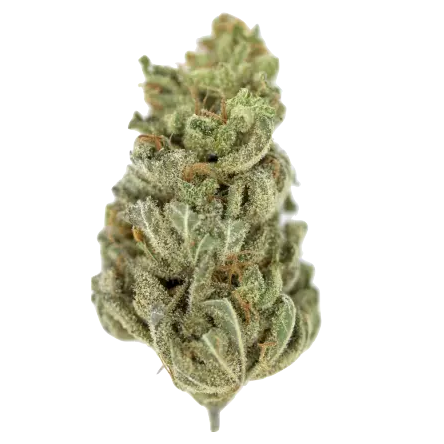la ferme du CBD fleur de CBD Amnesia indoor