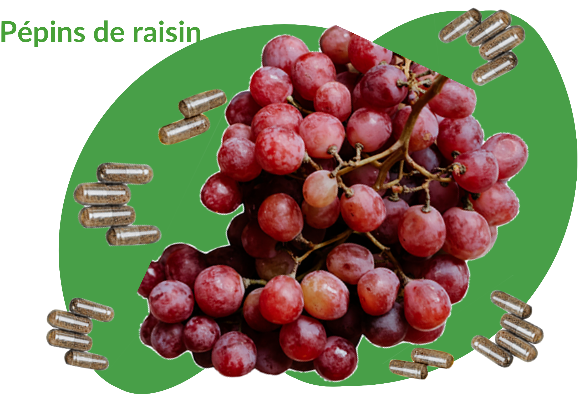 Pépins de raisin effets sur la santé