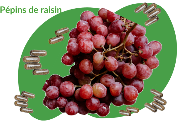 Extrait de pépins de raisin