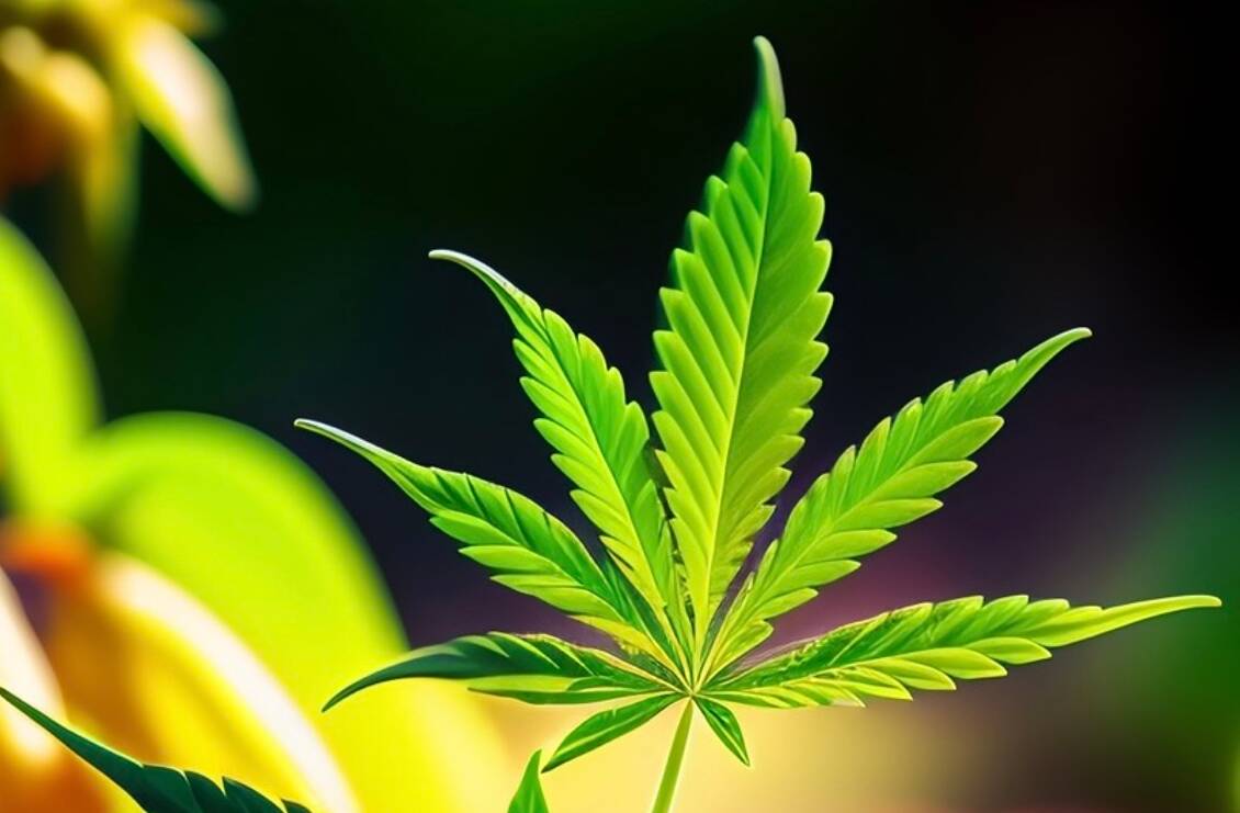 CBD le plus puissant