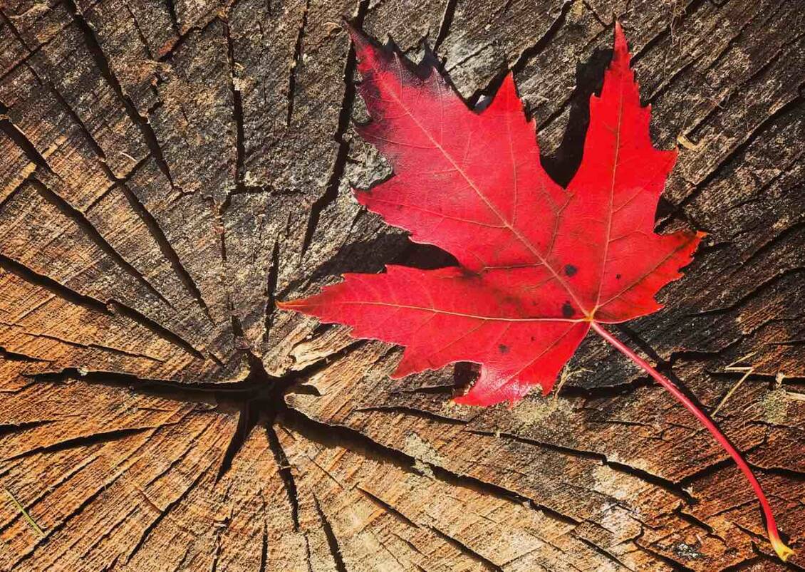 CBD Canada