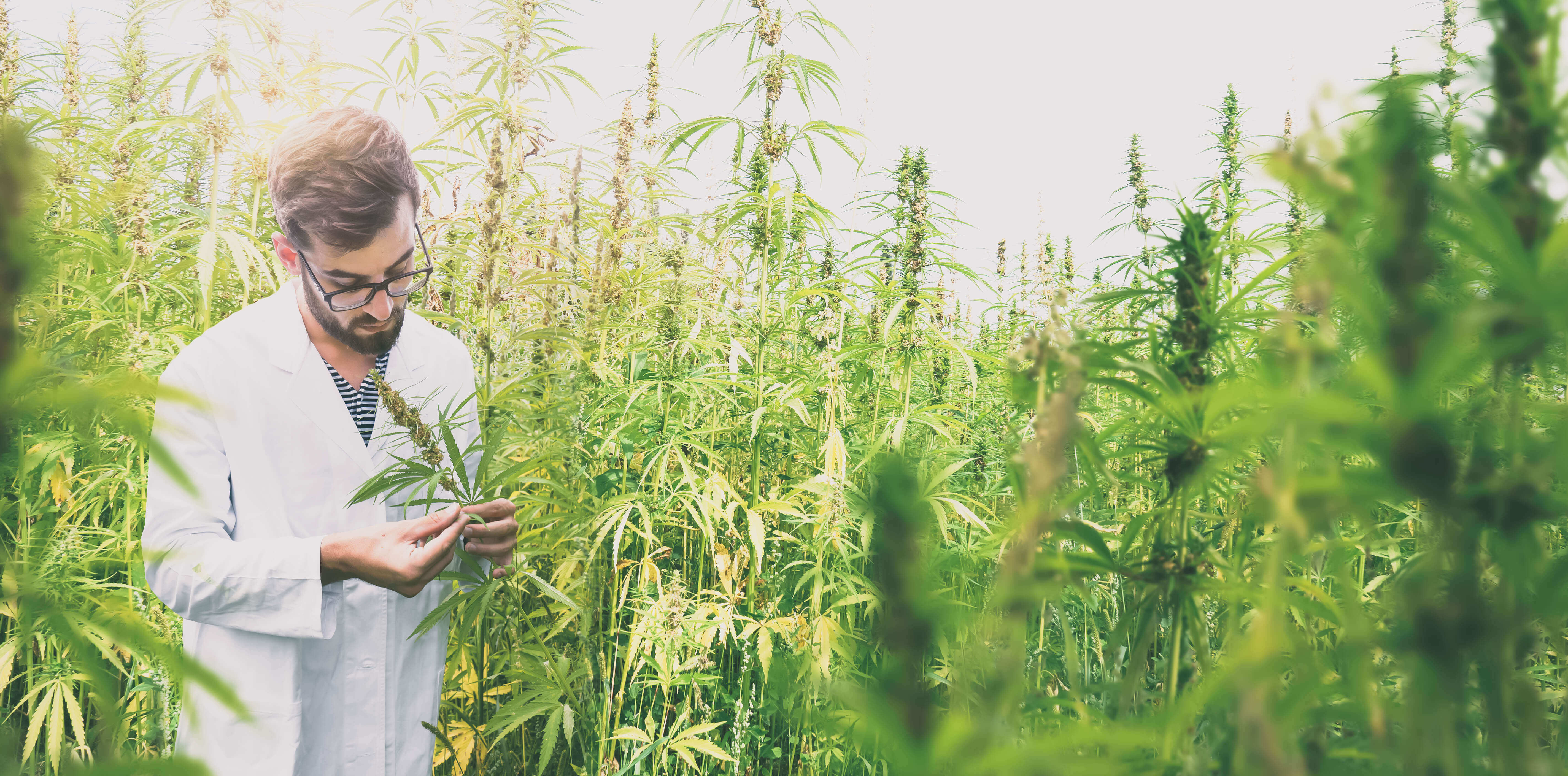 Légalisation CBD