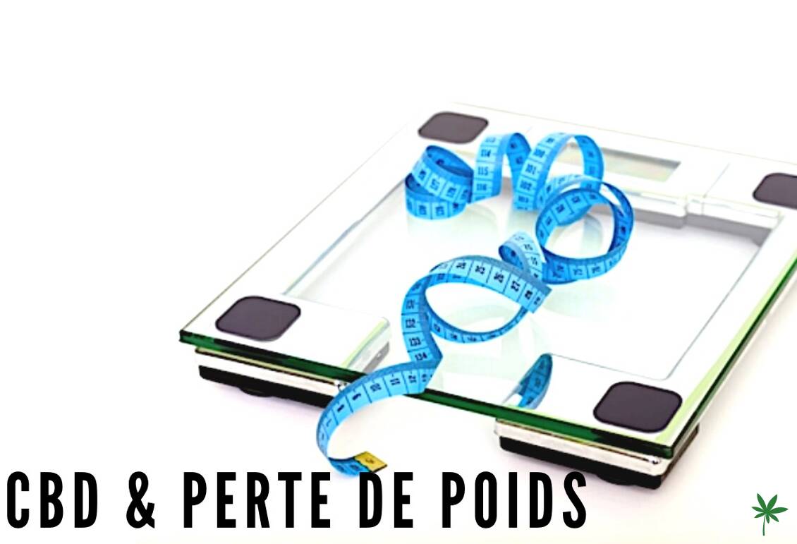 Le CBD peutil être un allié dans la perte de poids — free download