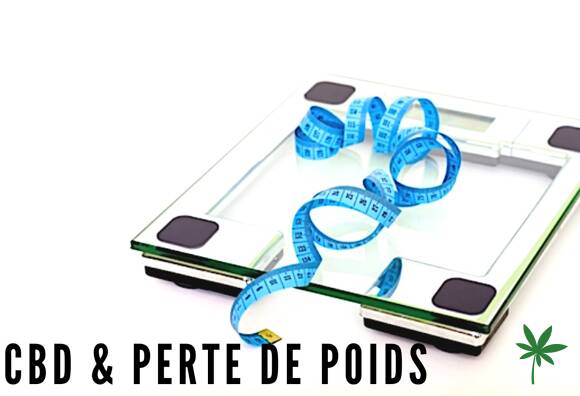 CBD perte de poids