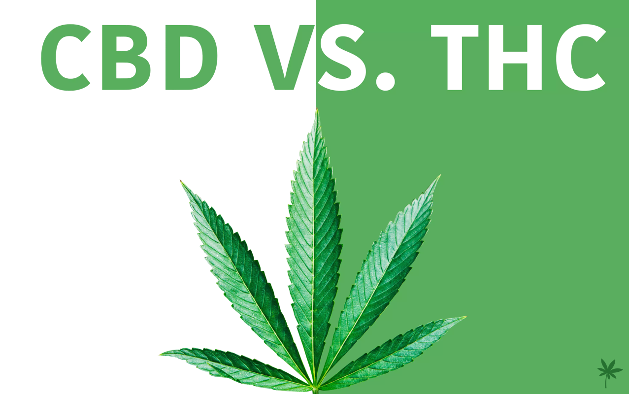 CBD vs THC
