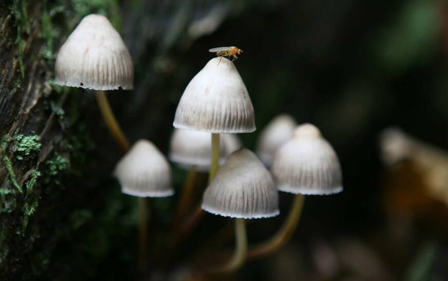 champignon magique