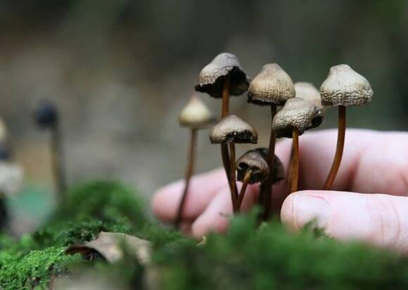 Champignon magique