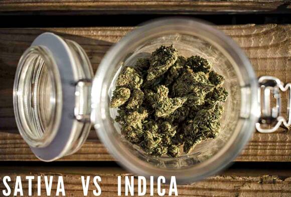 Sativa vs Indica