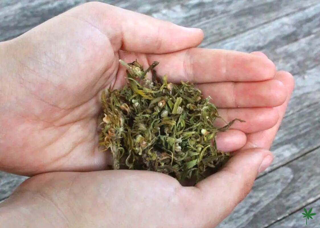 Infusion CBD et tisane CBD