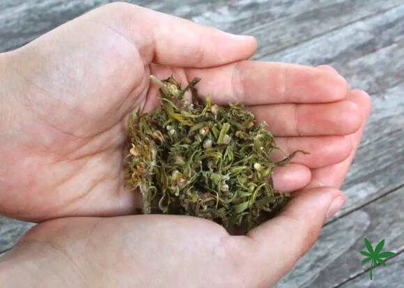 Infusion CBD et tisane CBD