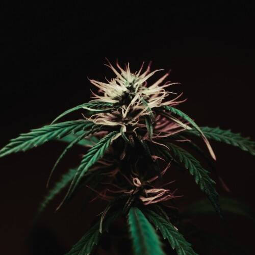 legislation cannabis cbd